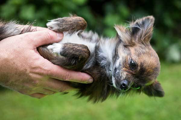 small chihuahua puppy