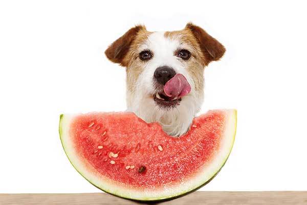 dog eating watermelon and licking with its tongue