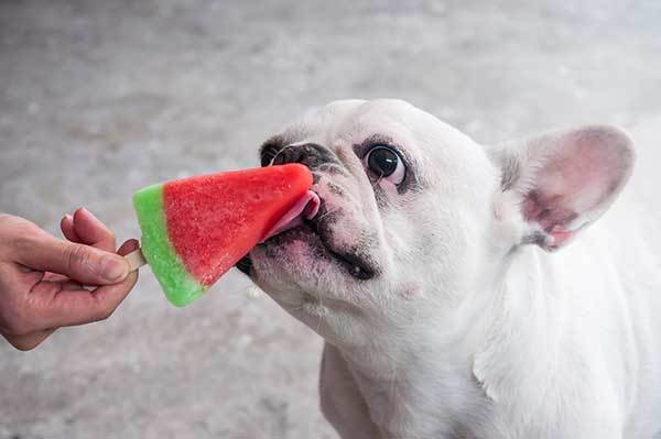 french bulldog licking watermelon ice cream