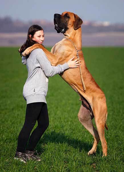 great dane with his owner