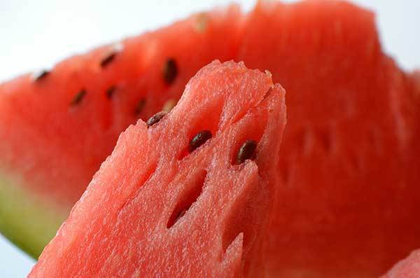 dogs and watermelon