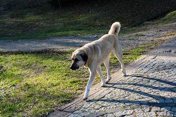 The Ultimate Guide To The Kangal Dog