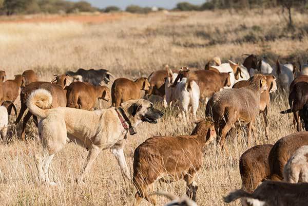 kangal shepherd dog info