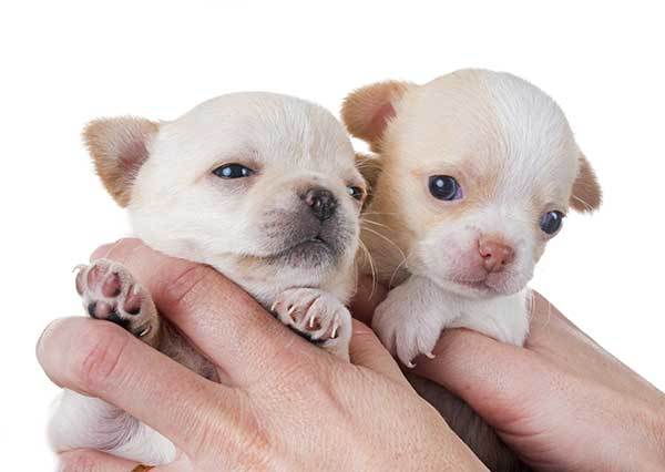 two teacup chihuahua puppies