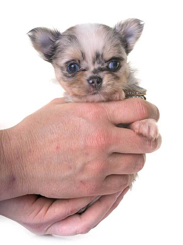 teacup chihuahua puppy
