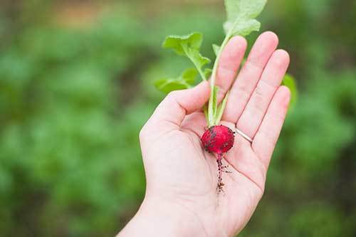 are radishes good for dogs