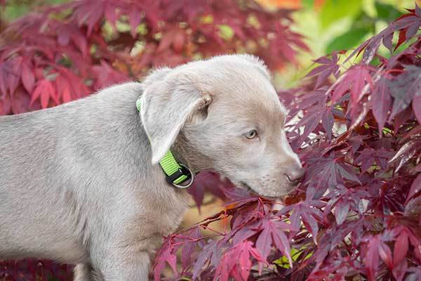 is a silver lab a purbred?