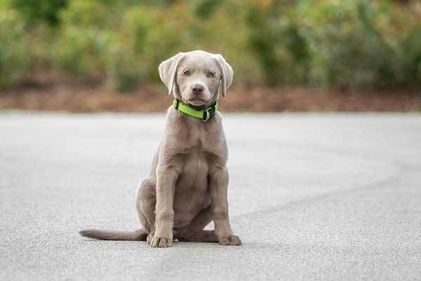 what color eyes do silver labs have?