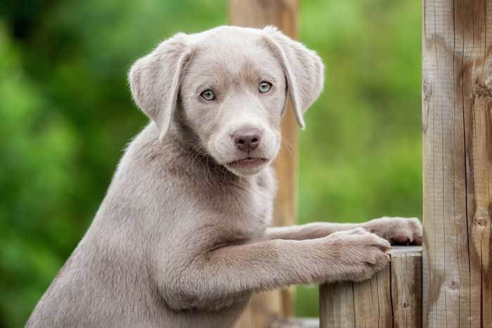 chocolate and silver lab mix