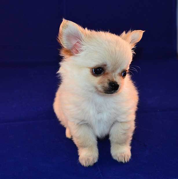 cute chihuahua puppy