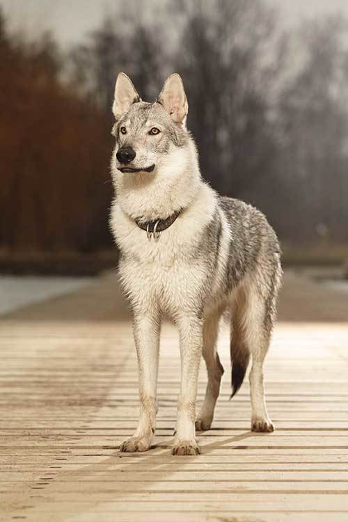 are tamaskan dogs aggressive?