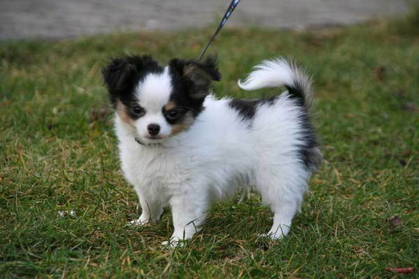 mini chihuahua dog info