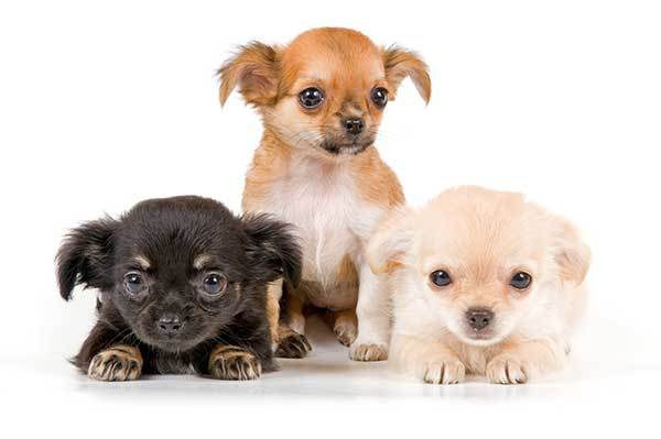 miniature chihuahua puppies