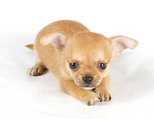 Everything You Need To Know About The Teacup Chihuahua