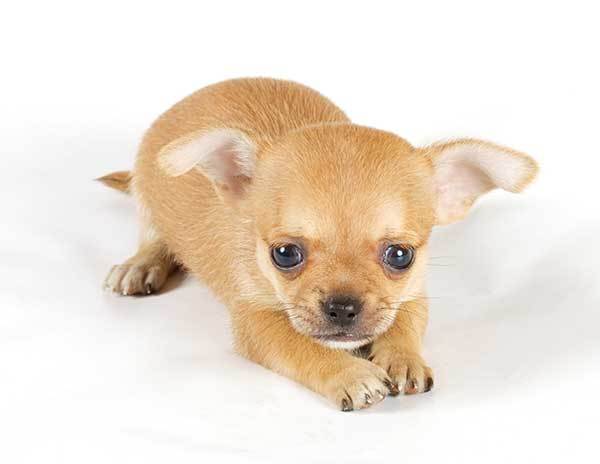 teacup chihuahua housetraining