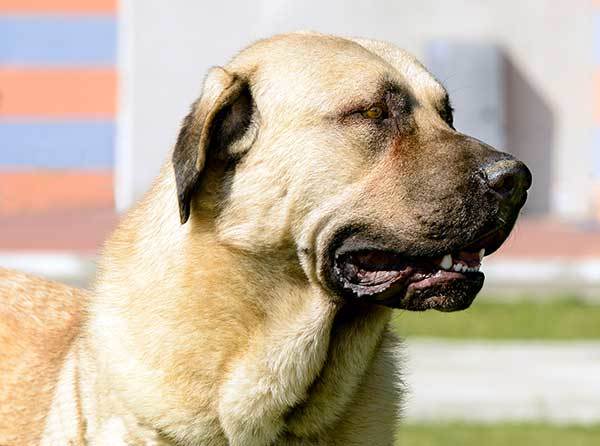 kangal dog temperament