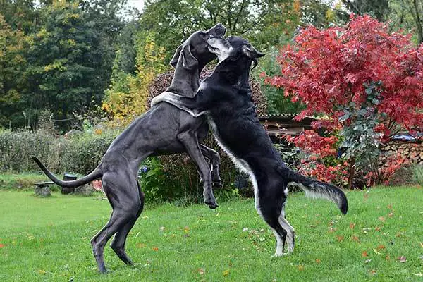 Great Dane dog hugging with other dog