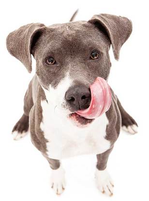 Can Dogs Eat Ketchup? What You Need To Know!