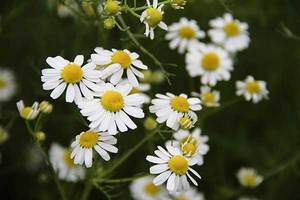 chamomile ingestion