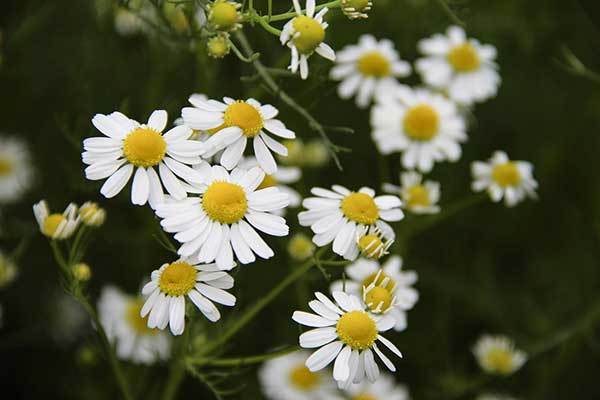 chamomile tea for dogs skin