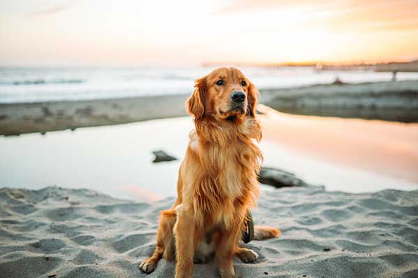 Golden Retriever dog sitting on white sand