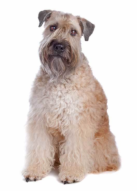 Soft Coated Wheaten Terrier dog history