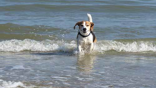 beagle swimming