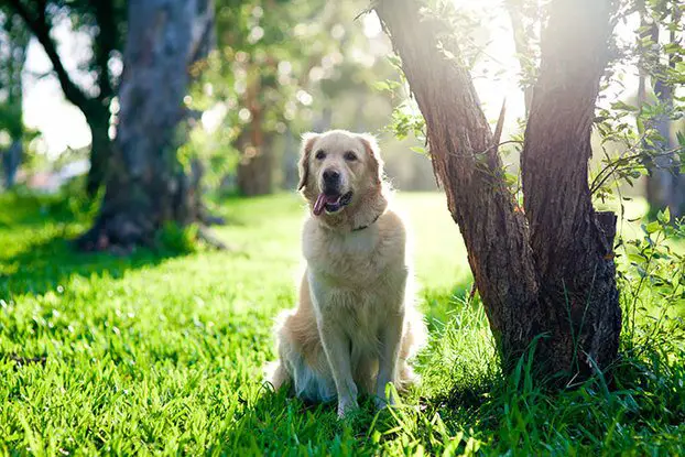 Are Golden Retrievers Good Guard Dogs? Here's The Truth
