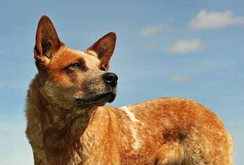 Red Heeler Breed Information, Facts and Pictures