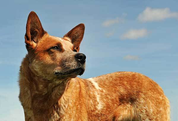 how smart are red heelers