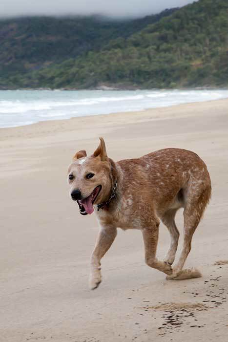 red heeler