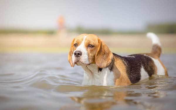 how to train a beagle to swim?