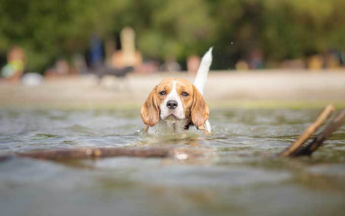 do beagles like to swim?