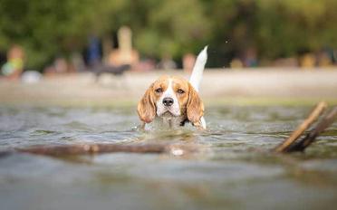 can beagle puppies swim