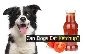 Can Dogs Eat Ketchup? What You Need To Know!
