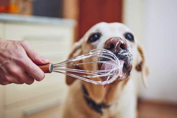 can dogs have whipped cream?