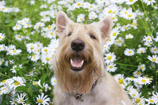 Chamomile Tea for Dogs: The Ultimate Guide