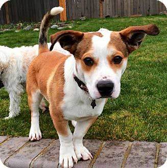 baset hound mixed with corgi