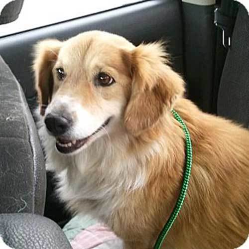 corgi basset hound mix puppy