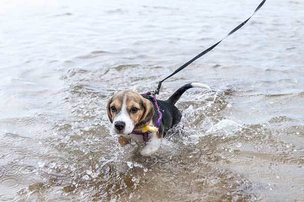 training a beagle to swim