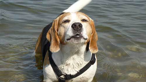 are beagles good water dogs?