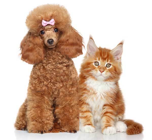 how well do poodles get long with cats?