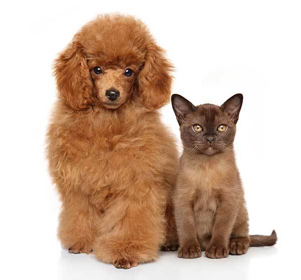 do poodles get along with cats