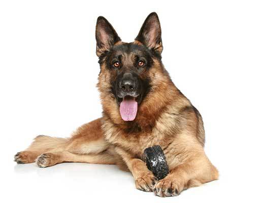 german shepherd dog photo