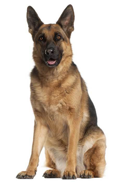 about german shepherds