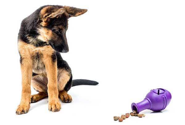 german shepherd puppy and treat dispensing toy