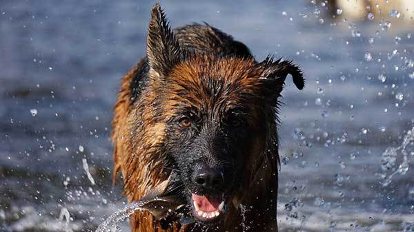 how long can a german shepherd swim?