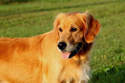 golden retriever in a park