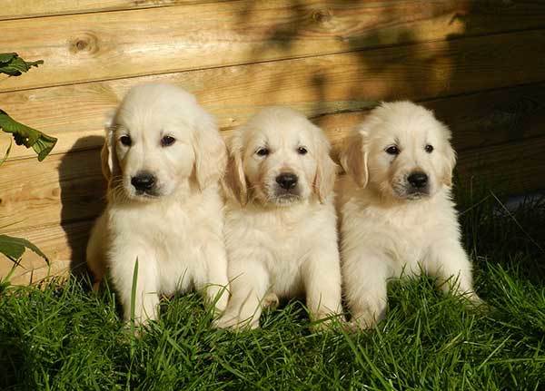 3 cute golden retriever puppies