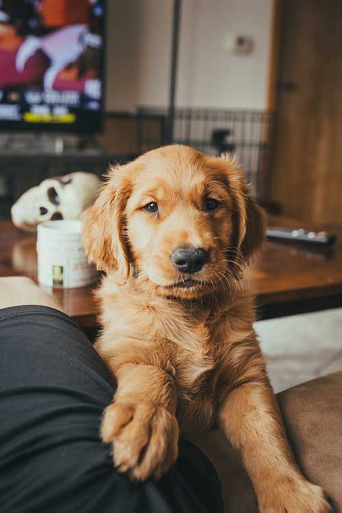 Cute Golden Retriever Puppy